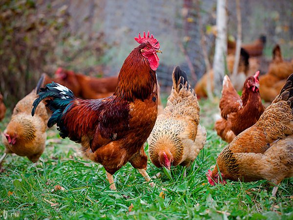 Породы куриц | ЗооТом - продажа, вязка и услуги для животных в Макарьеве