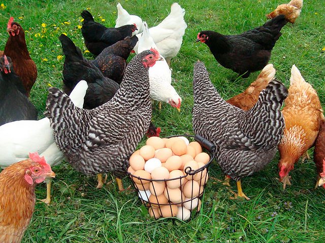 Содержание кур и уход за ними | ЗооТом - продажа, вязка и услуги для животных в Макарьеве