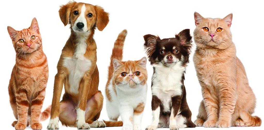Доска объявлений о животных | ЗооТом - продажа, вязка и услуги для животных в Макарьеве