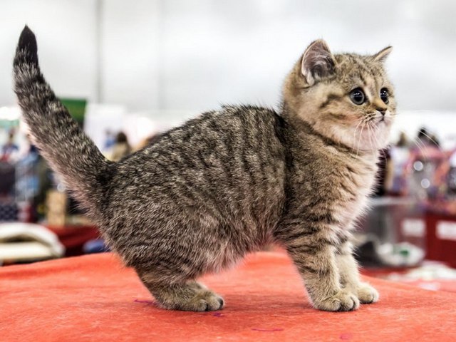 Породы кошек в Макарьеве | ЗооТом портал о животных