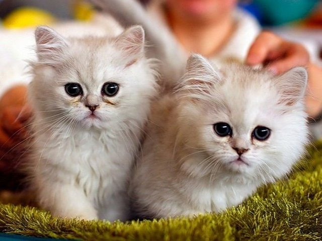 Породы кошек в Макарьеве | ЗооТом портал о животных