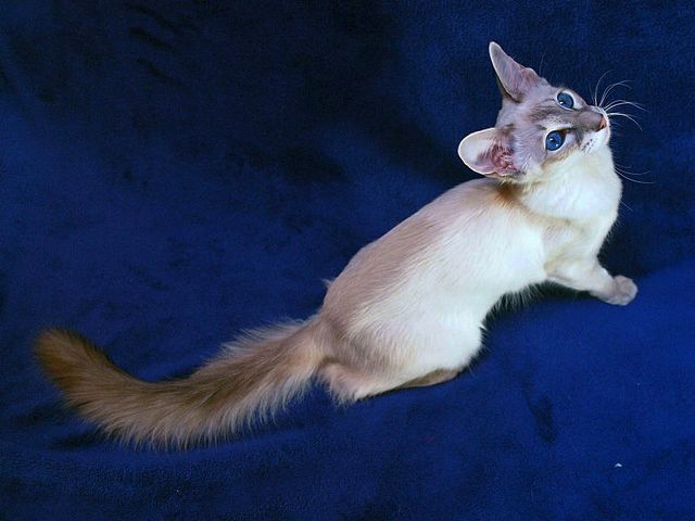 Выведенные породы кошек в Макарьеве | ЗооТом портал о животных