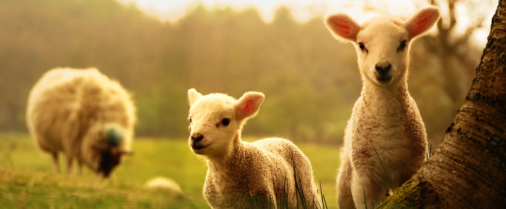 Объявления о сельскохозяйственных животных | ЗооТом - продажа, вязка и услуги для животных в Макарьеве