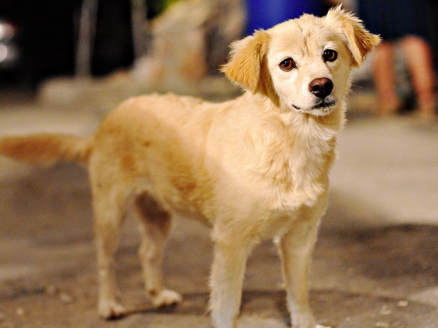 Породы собак в Макарьеве | ЗооТом портал о животных