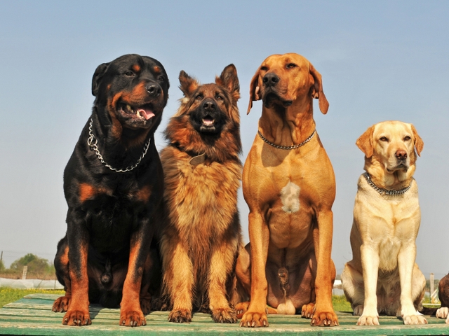 Крупные породы собак в Макарьеве | ЗооТом портал о животных