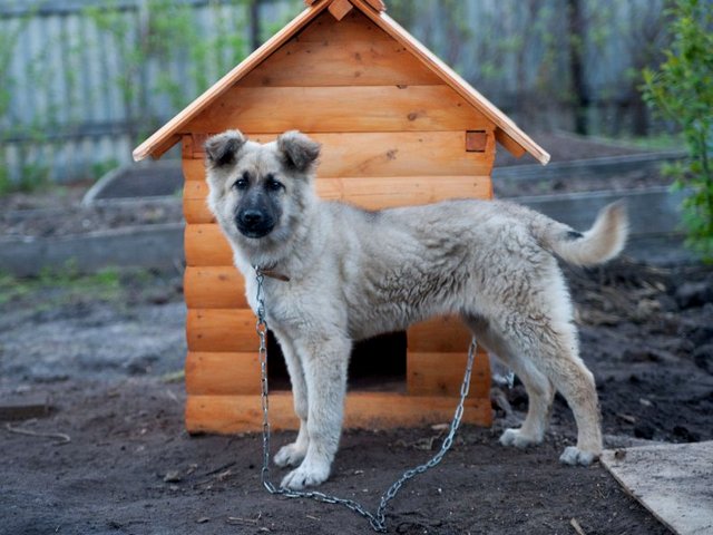 Все о собаках в Макарьеве